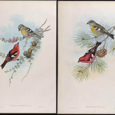 Sale Photo Thumbnail #104: Gould, Great Britain - 4 Crossbill & Grosbeak Lithographs