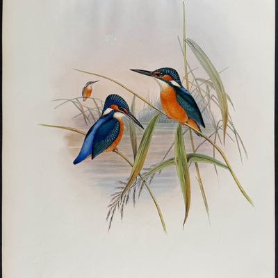 Sale Photo Thumbnail #106: Gould, Asia - Indian Kingfisher [Alcedo Bengalensis]