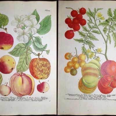 Weinmann - 4 Apple & Tomato Engravings