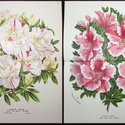 Van Houtte - 6 Azalea & Rhododendron Pints