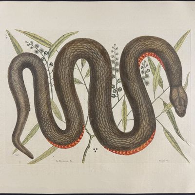 Sale Photo Thumbnail #110: Catesby, Folio - Copper-Bellied Snake (Red Bellied Water Snake) with Ilathera Bark. 2-46