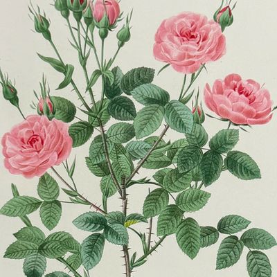 Sale Photo Thumbnail #113: Redoute, Choix - Rose de Meaux