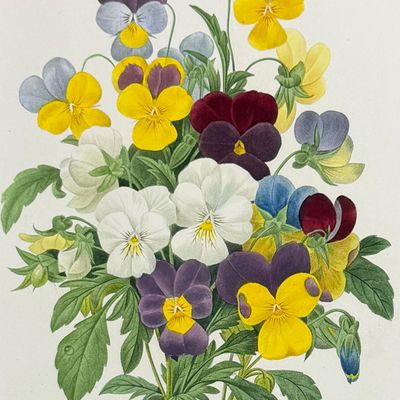 Sale Photo Thumbnail #117: Redoute, Choix - Bouquet of Pansys [Viola tricolor]
