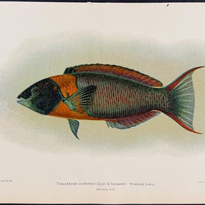 Bien, Hawaii - Ala-Ihi or Crowned Squirrelfish [Holocentrus Diadema]