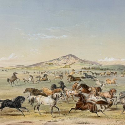 Catlin, Folio, On Card - Wild Horses, At Play