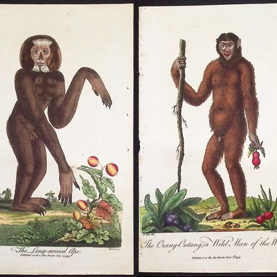 Linnaeus & Sibly - 3 Primate Engravings: Orangutan (Wild Man of the Woods), Ape, Mandrill