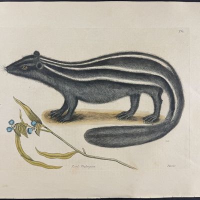 Sale Photo Thumbnail #108: Catesby, Folio - Pole Cat (Striped Skunk) with Day Flower. 2-62