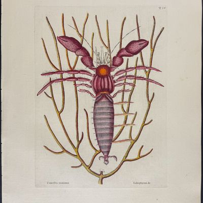 Sale Photo Thumbnail #109: Catesby, Folio - Sea Hermit Crab with Gorgonian. 2-34