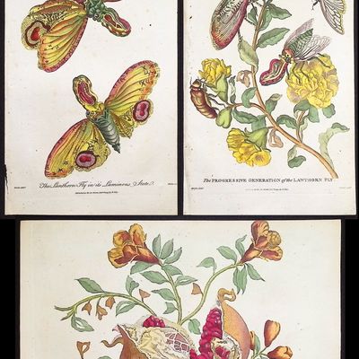 Linnaeus & Sibly - 4 Engravings of Lanthorn Fly, Pomegranate, Mallow
