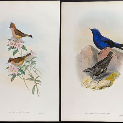 Sale Photo Thumbnail #105: Gould, Asia - 3 Bird Lithographs