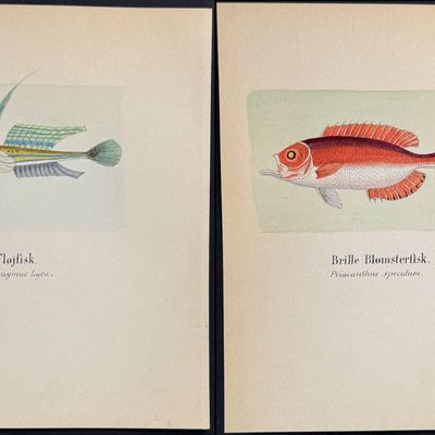 6 Original Watercolors of Fish or Sea Life
