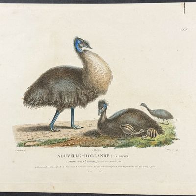Peron & Freycinet - Cassowary