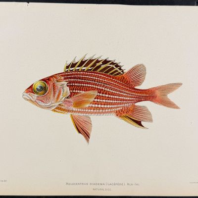 Bien, Hawaii - Brigham's Snapper [Apsilus Brighami]