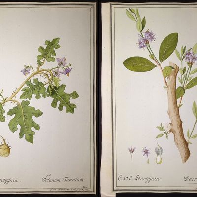 4 Original Botanical Watercolors (according to Linnaeus system)