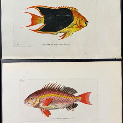 Shaw & Nodder - 6 Fish Engravings