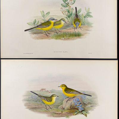 Sale Photo Thumbnail #103: Gould, Great Britain - Pair of Wagtail Lithographs