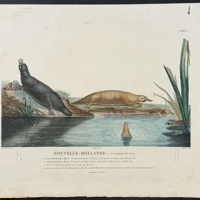 Peron & Freycinet - Platypus