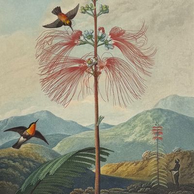 Sale Photo Thumbnail #119: Thornton, Folio - Large Flower Sensitive Plant