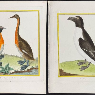 Sale Photo Thumbnail #101: Martinet & Buffon - 8 Water or Shore Bird Engravings