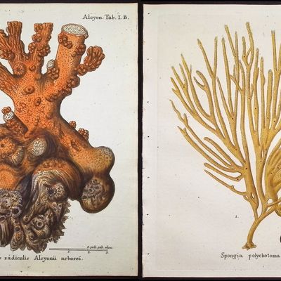 Esper - 9 Coral or Sea Life Engravings