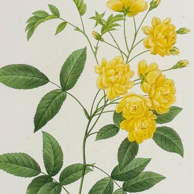 Sale Photo Thumbnail #114: Redoute, Choix - Lady Banks' Rose [Rosa banksiae]