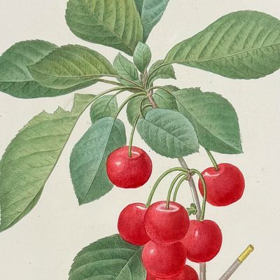 Sale Photo Thumbnail #118: Redoute, Choix - Royal Cherries [Cerasus domestic]