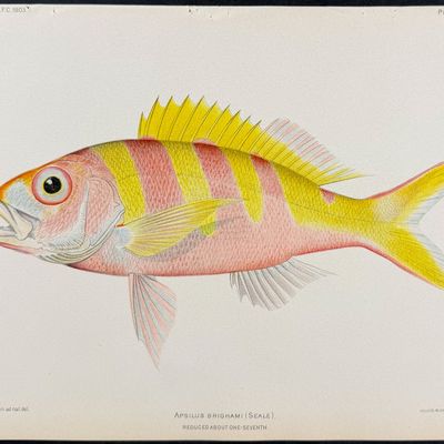 Bien, Hawaii - Aurora Basslet [Pikea Aurora]