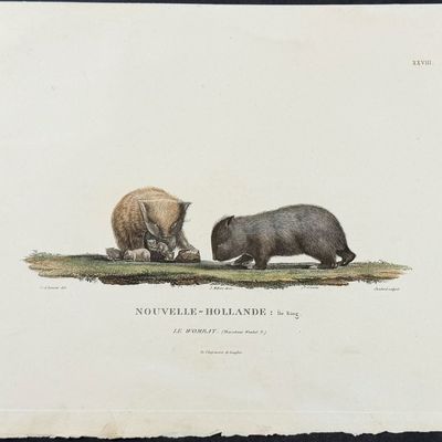 Peron & Freycinet - Wombat