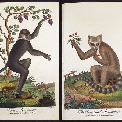 Linnaeus & Sibly - 5 Primate Engravings: Ape, Monkey, Baboon
