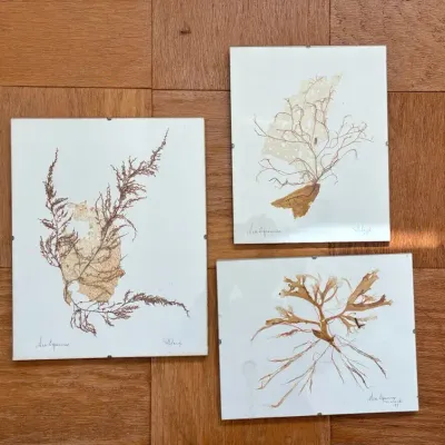 Artist Marie Ward Sea Exposures 