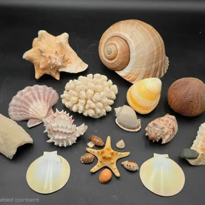 Natural Seashell, Coral & Marine Specimen Collection – Cowries, Murex, Conch, Sea Urchin & More