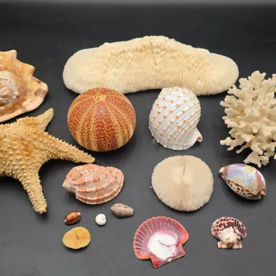 Natural Seashell, Coral, Starfish & Sea Urchin Specimen Collection – Large Coral Pieces