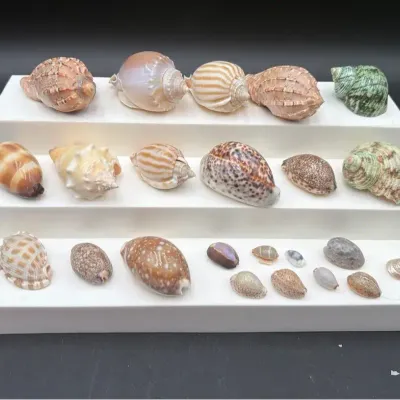 23 Natural Shells