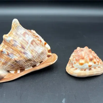Two Natural Polished Helmet Seashells – Coastal Décor