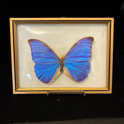 Vintage Frame Blue Morpho Butterfly Specimen Vintage Frame Blue Morpho Butterfly Specimen