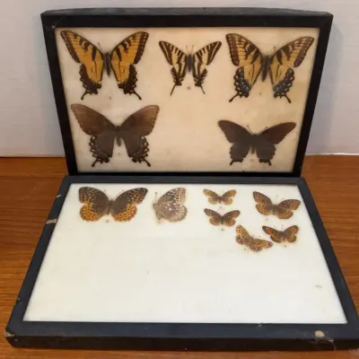 Butterfly Specimens 