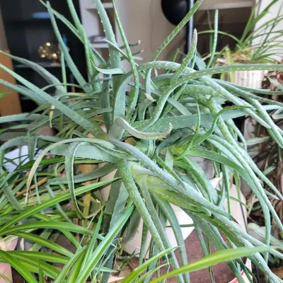 Sale Photo Thumbnail #15: Healthy live plants