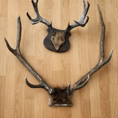 DEER ANTLERS