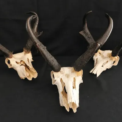 PRONGHORN ANTELOPE SKULLS