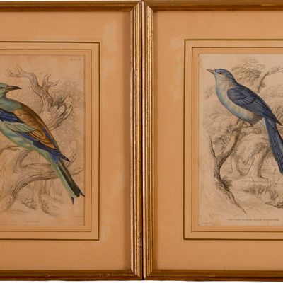 Two Handcolored Engravings of Birds.