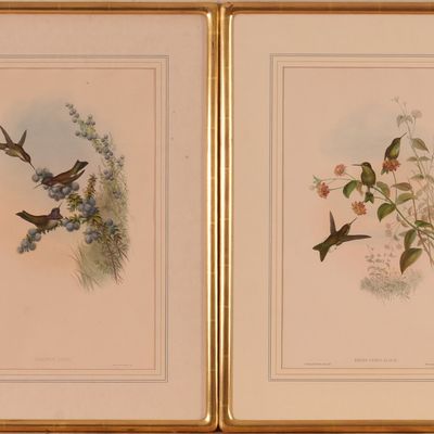 Sale Photo Thumbnail #137: Pair of Hummingbird lithos by J. Gould & H.C Richter