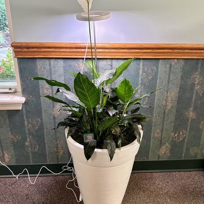 Sale Photo Thumbnail #58: Large Potted Peace Lily Houseplant in Ribbed Planter with Grow Light and Soil Meter