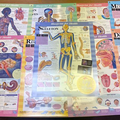 Sale Photo Thumbnail #259: A Collection of Blueprint for Health and Human Body Facts Anatomical Posters. Various Publishers, 1993-2003.