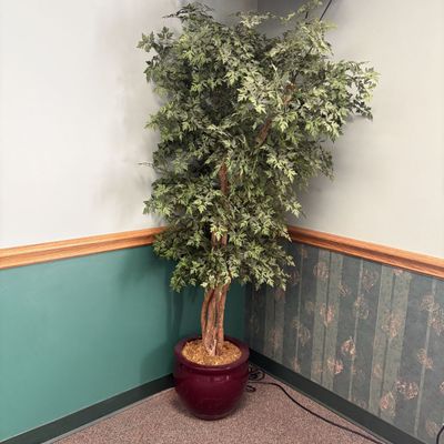 Large Artificial Ming Aralia Style Potted Floor Plant in Glazed Ceramic Pot