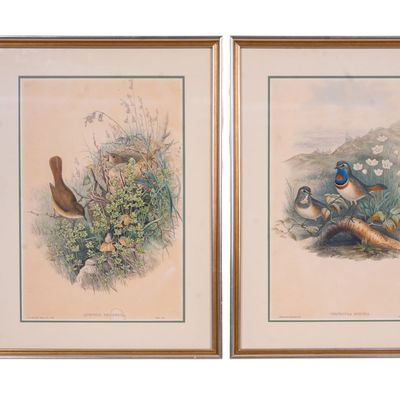 Sale Photo Thumbnail #489: Framed Pair of J. Gould Bird Lithographs