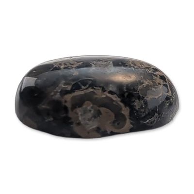 Turritella Agate Oval Cabochon Gemstone