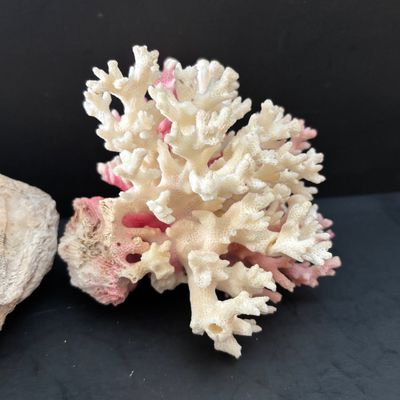 LOT 108: Nautical Collection of Seashell Ships, Meico Paul Sebastian "Fishing w/Grandfather" Porcelain Figurine, Large Corals...