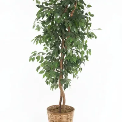 Sale Photo Thumbnail #267: Artificial ficus tree in woven basket ft