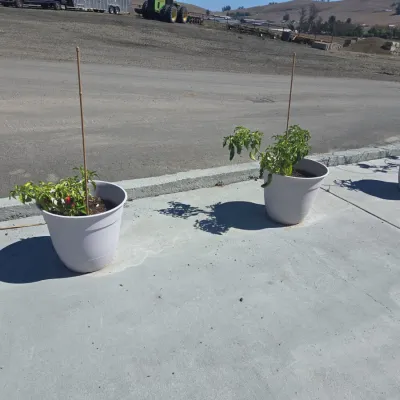 Sale Photo Thumbnail #207: Contemporary resin garden planters with pepper plants