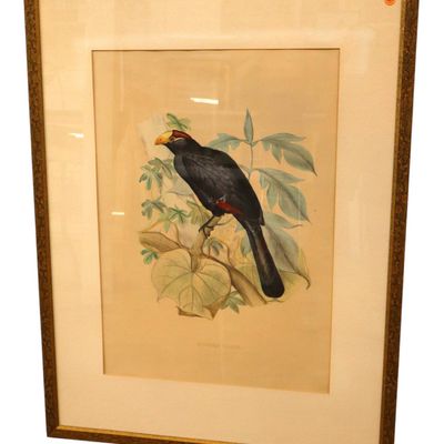 Sale Photo Thumbnail #165: Vtg John Gould Musophaga Violacea Bird Print